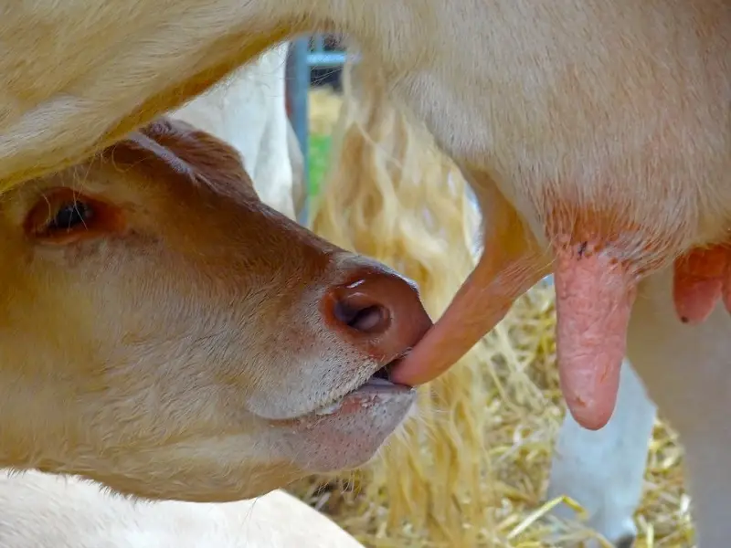 Colostrum