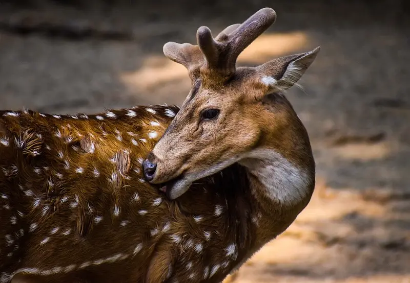 Deer Velvet Antler