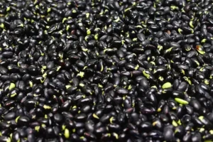 Mucuna Pruriens